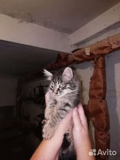 Котик 3 мес