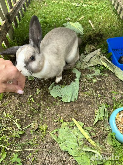 Декоративный кролик в добрые руки