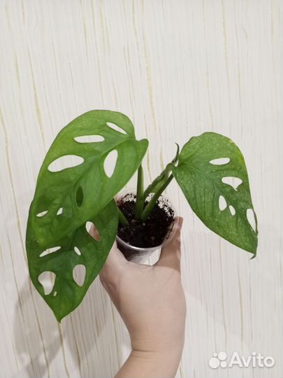 Монстера Адансони минт