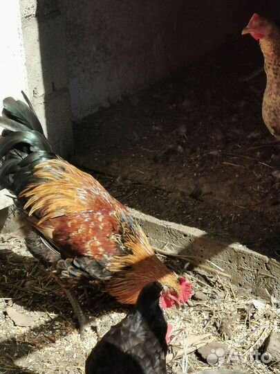 Куры петухи