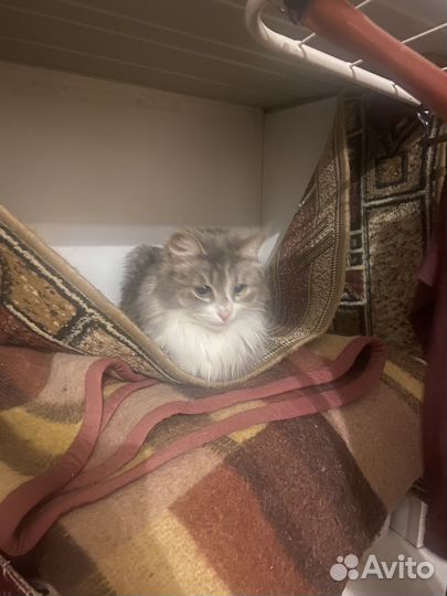 Найдена кошка