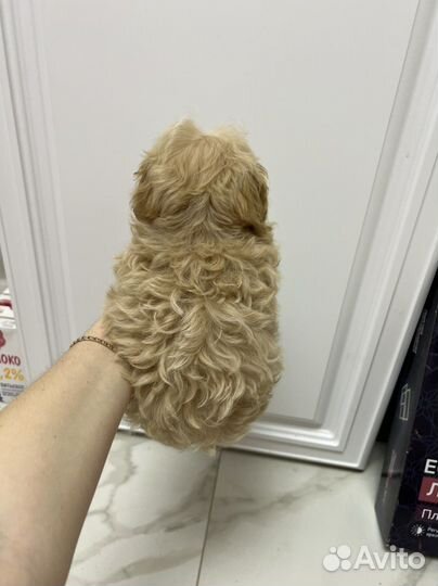 Мальтипу ф1 микро Корея мальчик карамель Baby Face