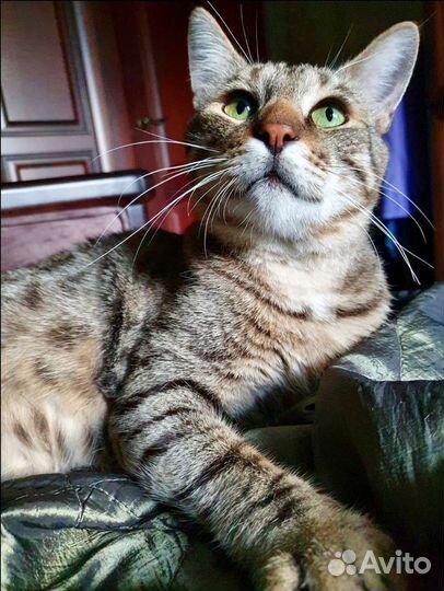 Котик ищет дом