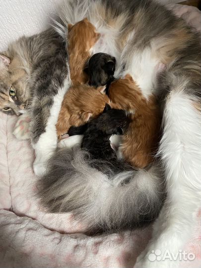 Мейн-кун бронь