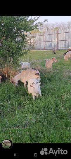 Бараны на мясо