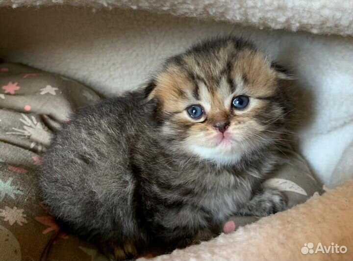 Шотландские котята