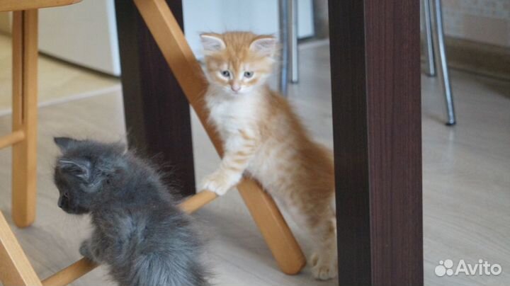 Сибирский кот