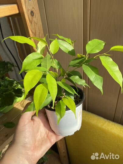 Фикус бенджамина зелёный пестролистный кинки