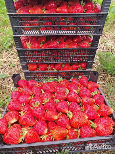 Рассада клубники