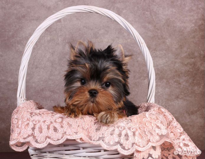 Йоркширский терьер щенки девочки
