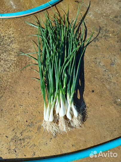 Зеленый лук на перо. Белый