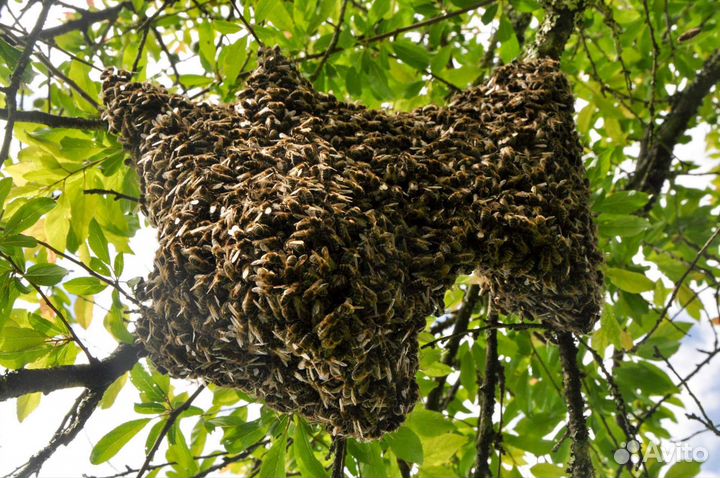 Пчелы улья пасеку