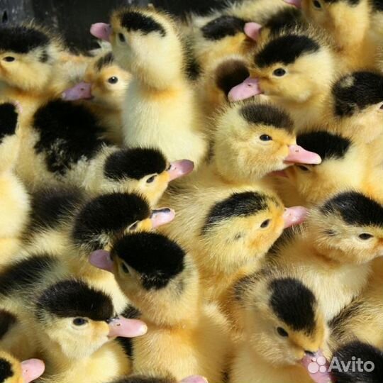 Мулард (25 дней)