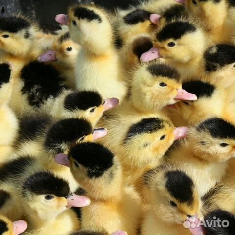 Мулард (25 дней)