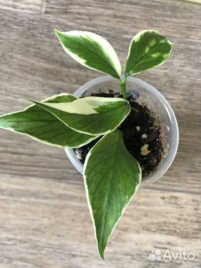 Продам излишки своих растений