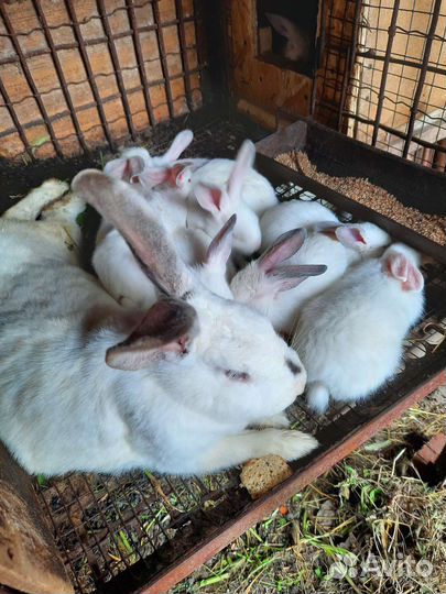 Крольчата