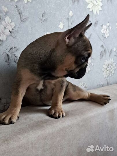 Французский бульдог щенки девочка