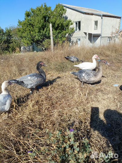 Мускусные утки тяжёлой линии