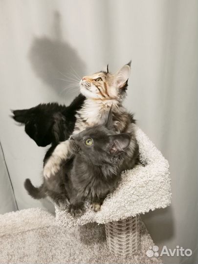 В продаже котята породы Мейн-кун