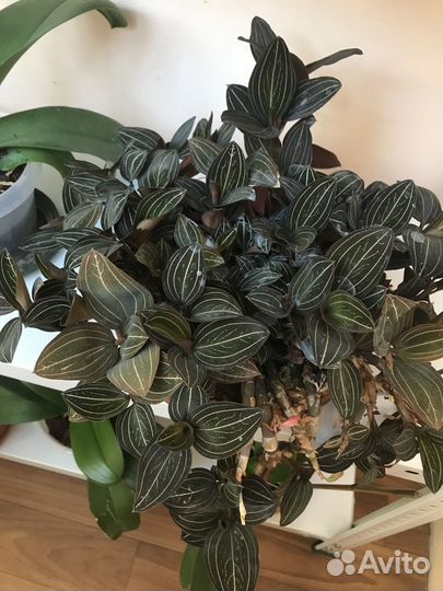 Комнатные цветы