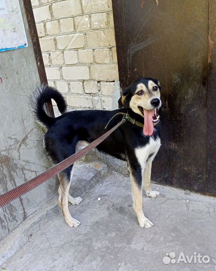 Собака в добрые руки