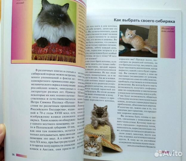 Сибирская кошка, альбом