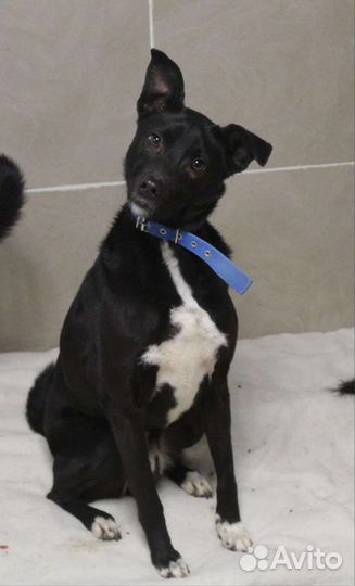 Песик Диего в добрые руки