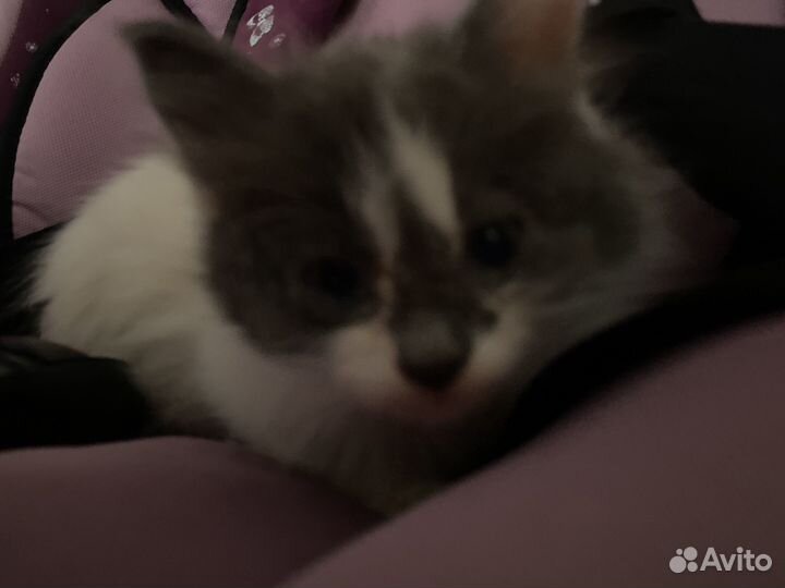 Котенок серо белый