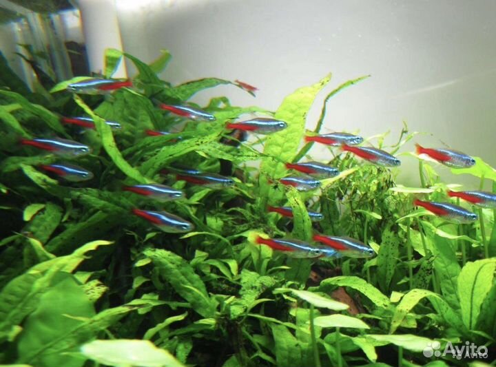 Разные аквариумные рыбки