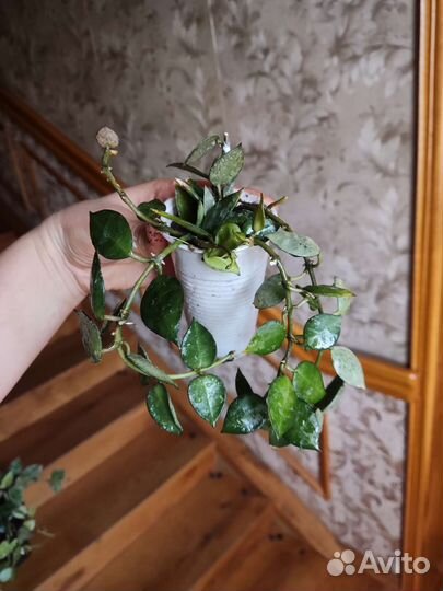 Хойя эскимо