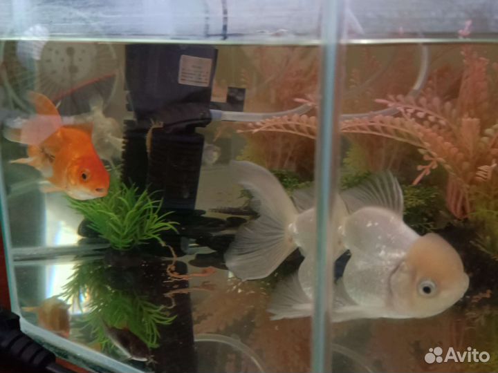Аквариум с рыбками