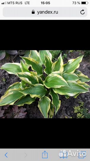 Хоста, аквилегия, первоцвет, ирис