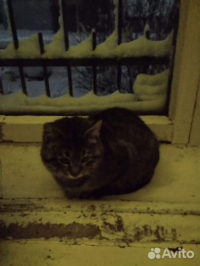 Котики бесплатно