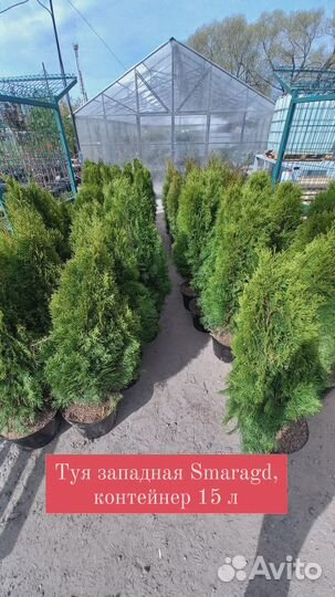 Туя Смарагд
