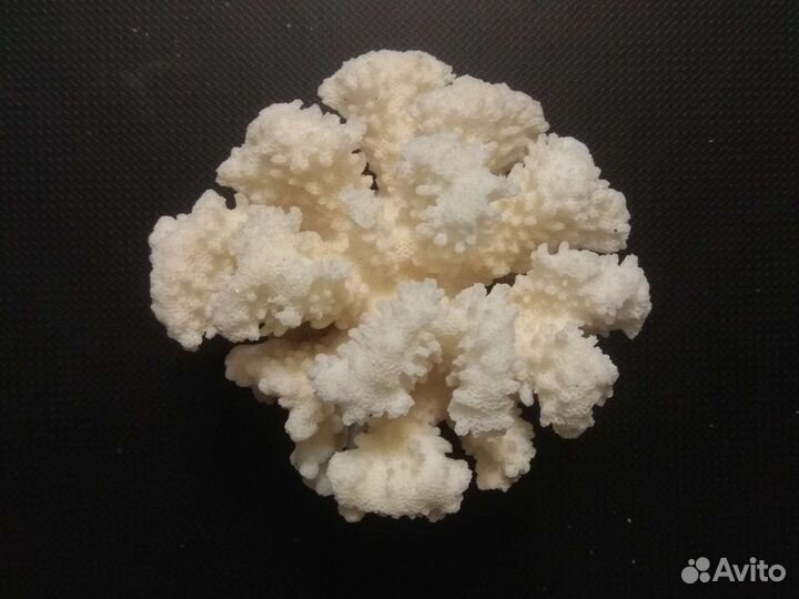 Коралл поциллопора