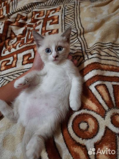 Котята мейн-кун