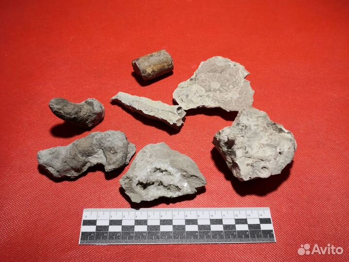 Окаменелости. Ухта, Коми