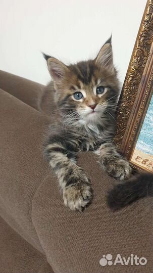 Котята мейн-кун