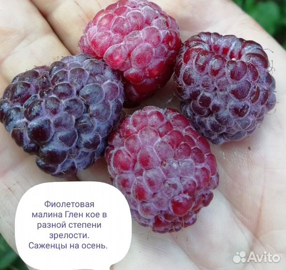 Саженцы малины горшках