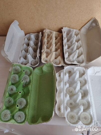 Одуванчики сухие, сухоцветы