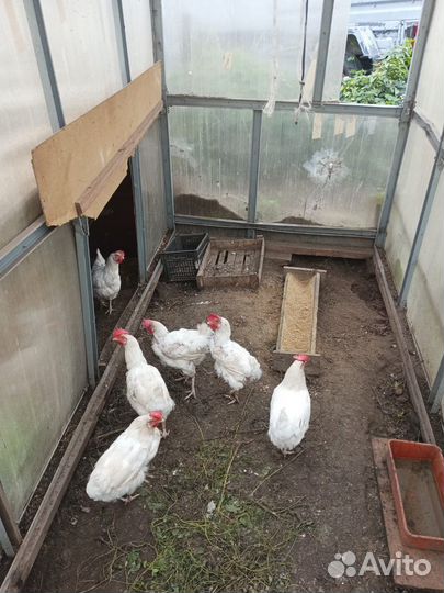 Куры несушки