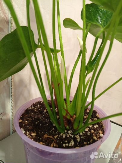 Антуриум белый