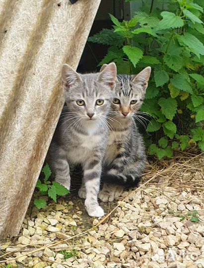 Котята ищут дом