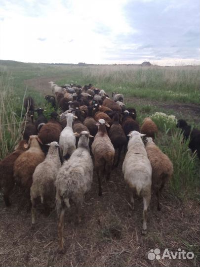 Продам барана овец