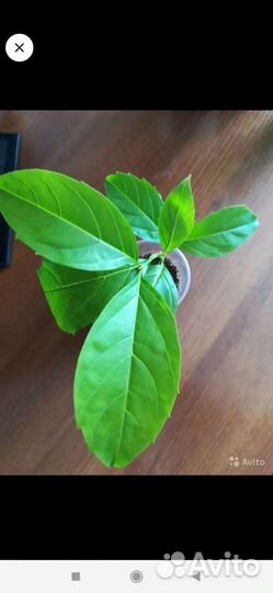 Цитарексилум