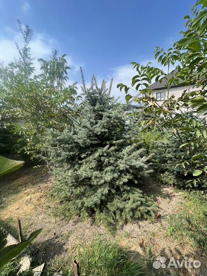 Туи, ели, самшиты