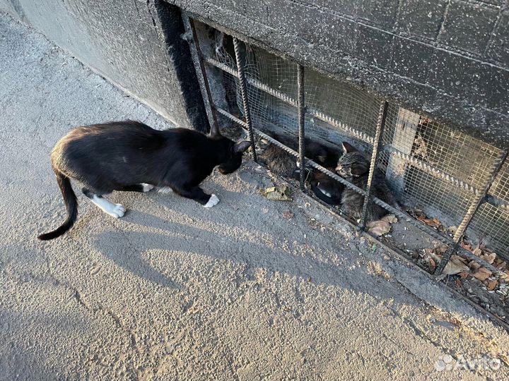 5 котят в опасности