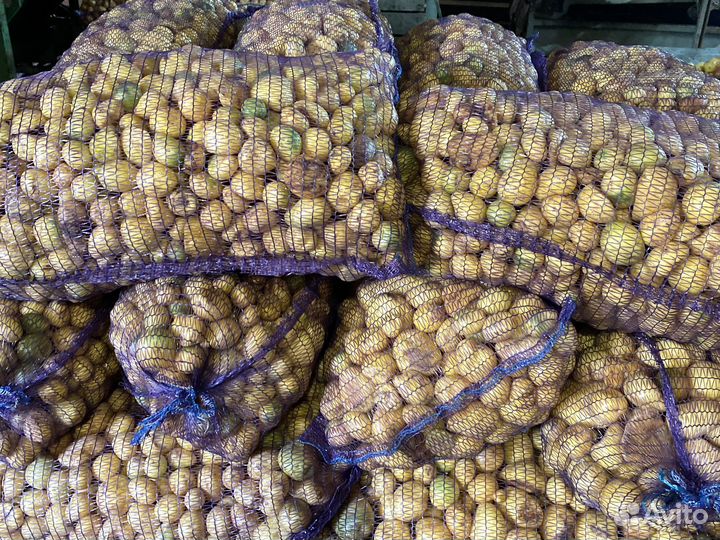 Картофель для животных