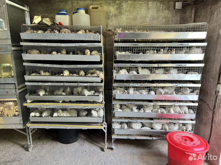 Перепелиная ферма