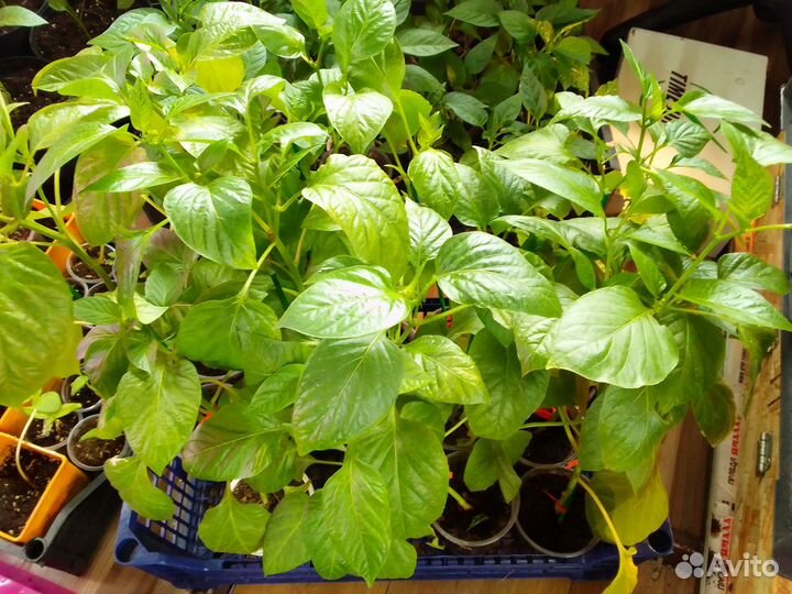 Перец острый